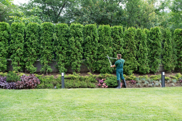 Glendale, MO  Tree Services Company